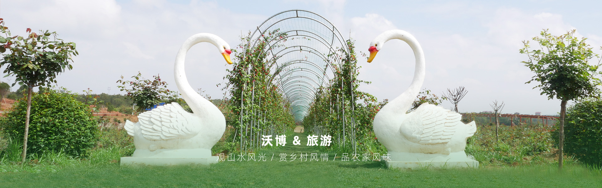 鮮果采摘都有江西沃博吳茱萸、江西沃博花海、江西沃博蔓荊子、江西沃博金銀花等品種，同時(shí)也是一家江西婚紗攝影旅拍基地和江西花海打卡基地，可以提供紫薇花花海造型服務(wù)，花花世界看沃博花海，相信我們這里不會(huì)讓大家失望的