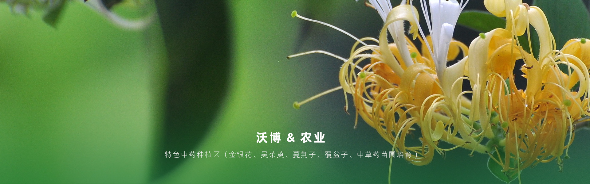 主要提供農(nóng)業(yè)親子樂(lè)園旅游、江西中藥種植、江西樂(lè)平鮮果采摘體驗(yàn)、江西夏令營(yíng)研學(xué)、江西戶(hù)外拓展、江西旅游打卡、江西水上樂(lè)園游艇、江西沃博VR科技科普等服務(wù)項(xiàng)目。